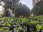 景观植物