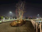 城市公园夜景