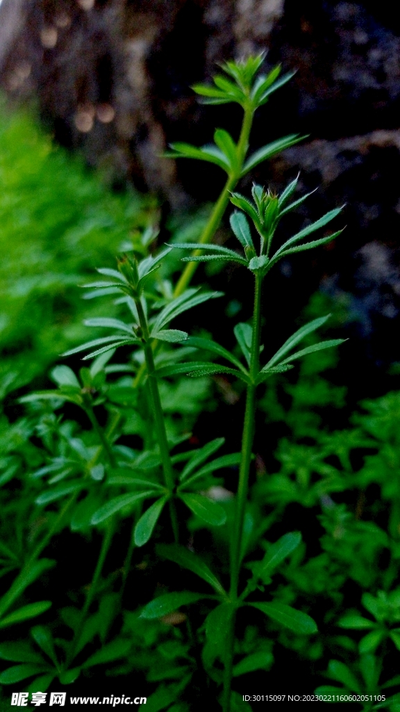 野草