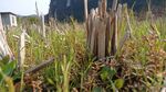 田野野草稻秆