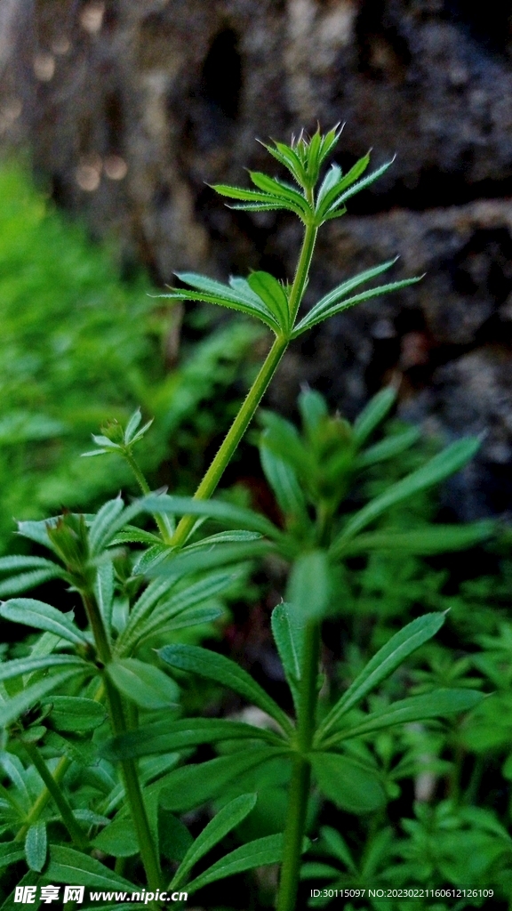 野草摄影