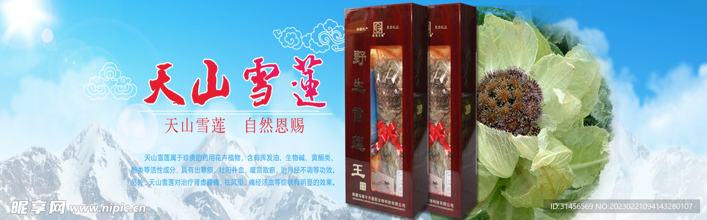 天山雪莲