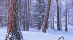 冬季雪地