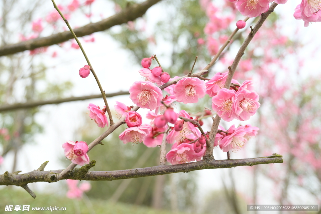 梅花