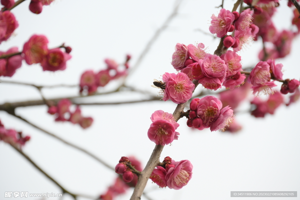 梅花