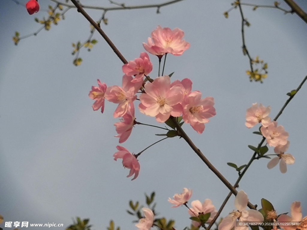 一支樱花