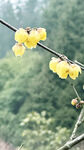 黄梅花开