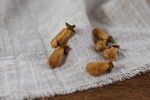 玳玳花 代代花 甜橙花 花茶 