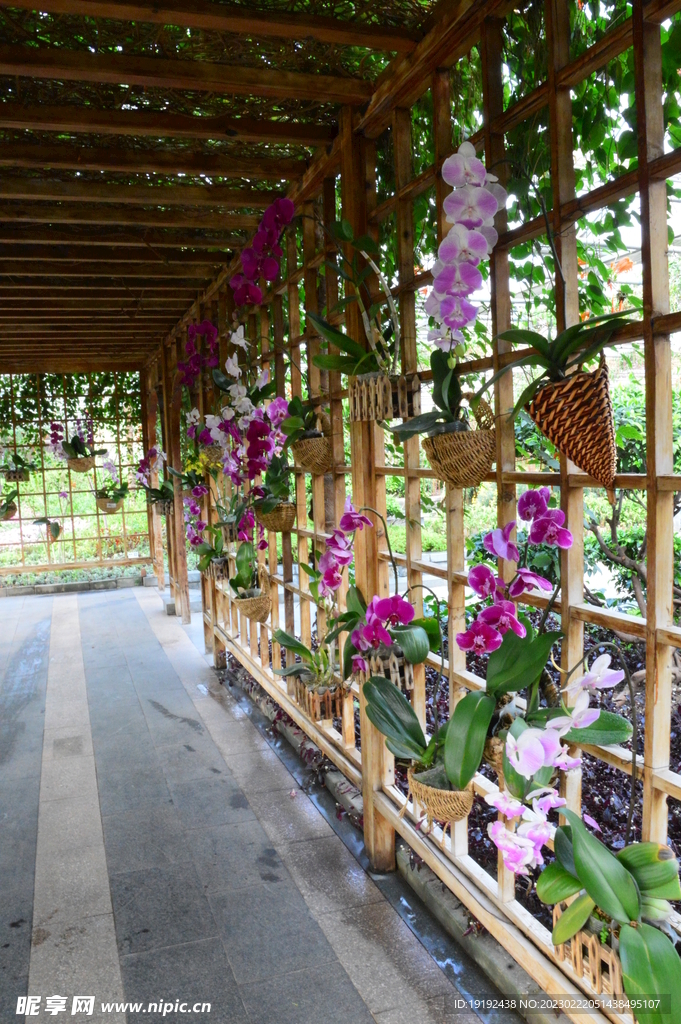 温室花草风景 