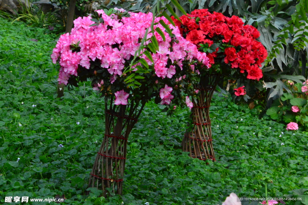 杜鹃花  