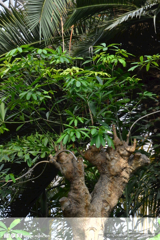 温室花草风景