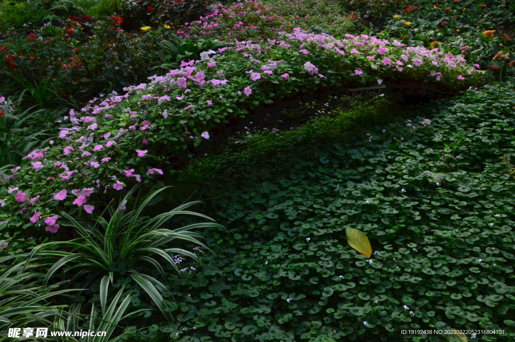 温室花草风景  