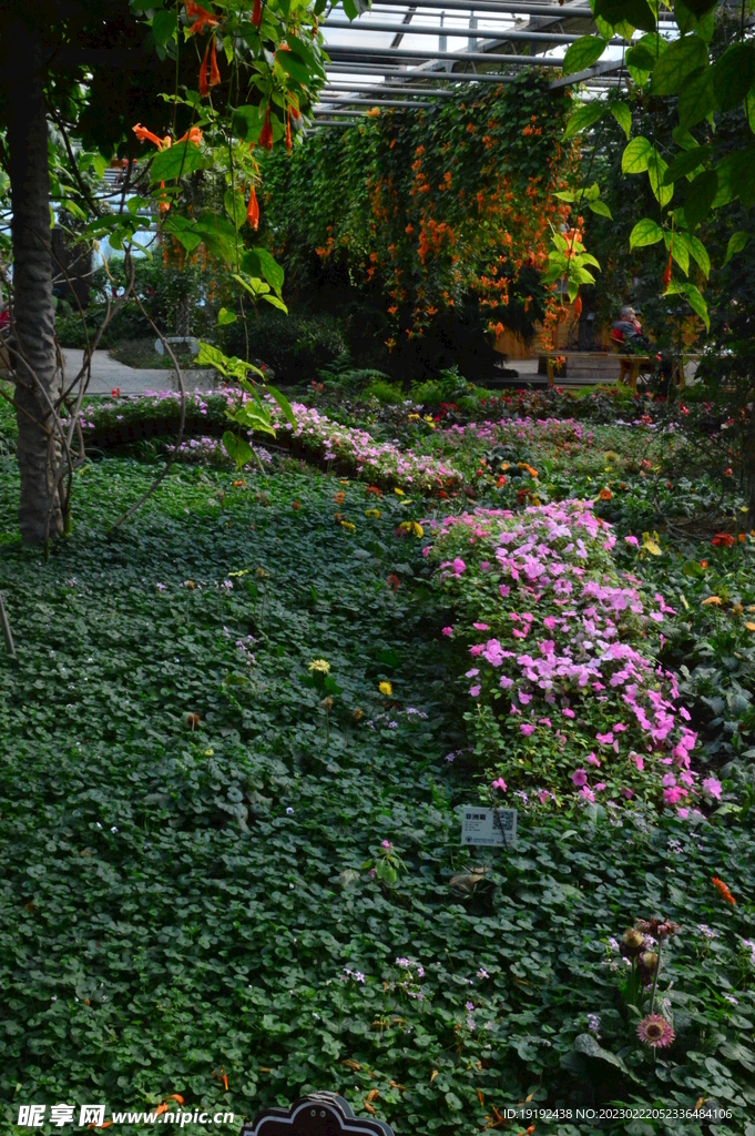 温室花草风景  