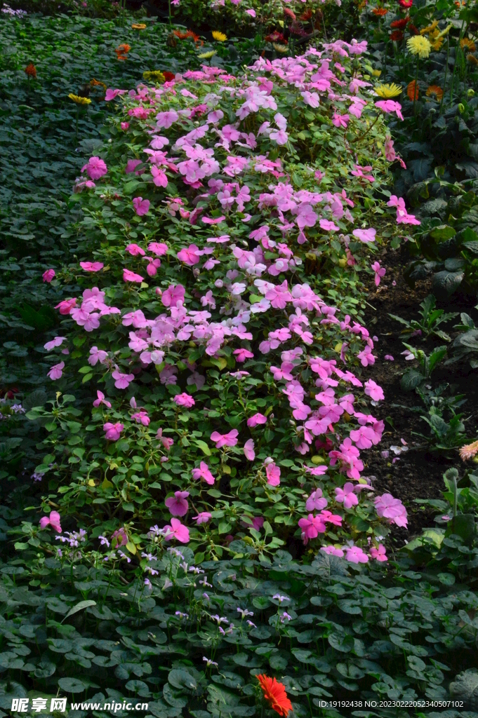 温室花草风景  