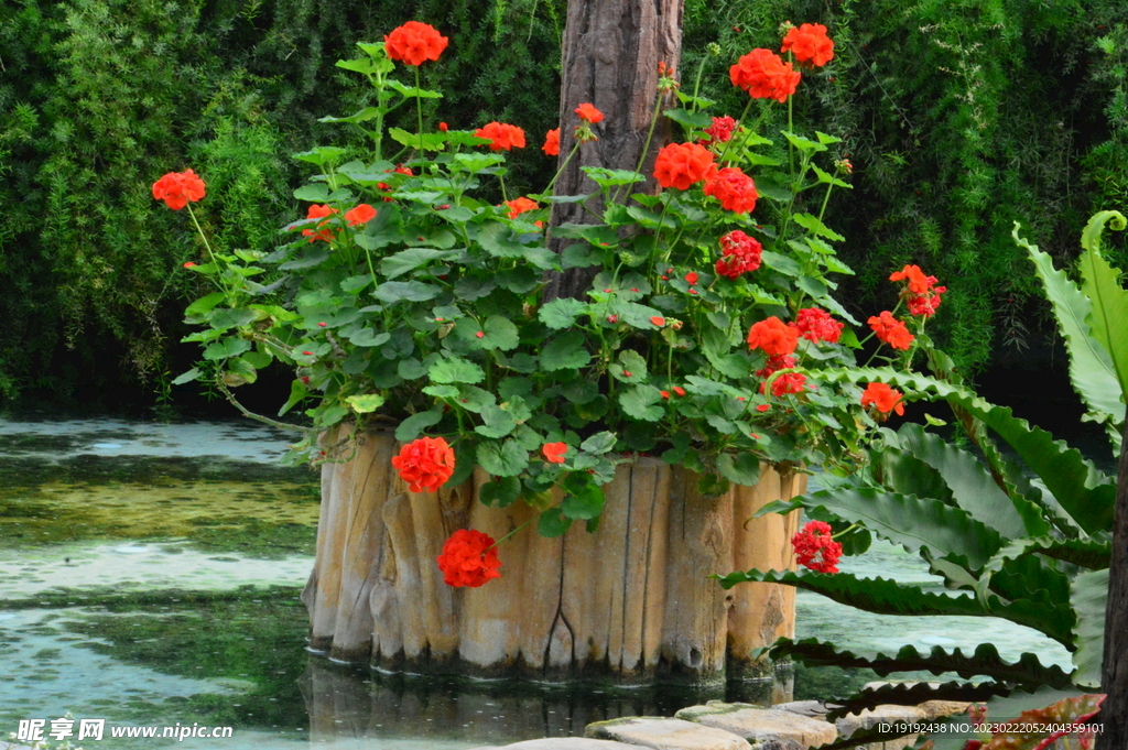 温室花草风景 