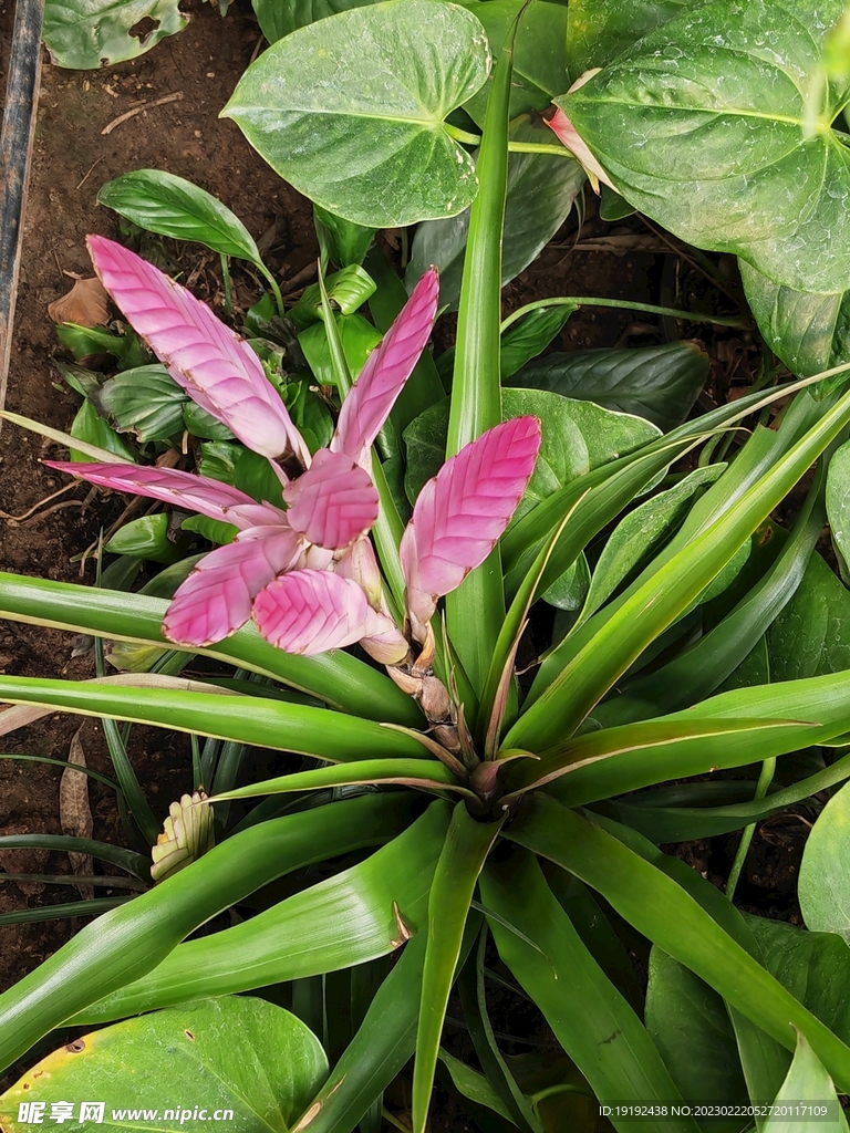  紫花凤梨  