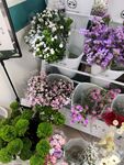 花店