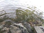 水边