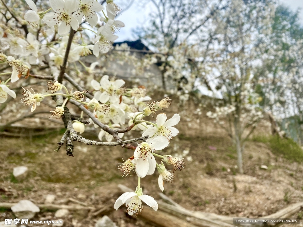 梨花树