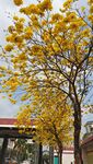 黄花风玲