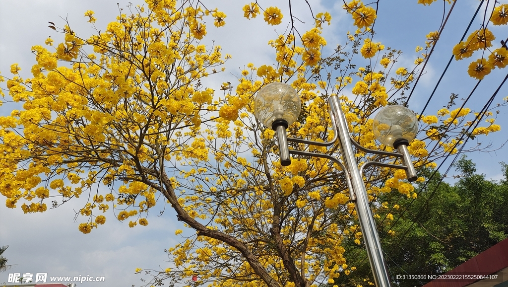 黄花风玲