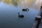 湖面上的黑天鹅和小天鹅