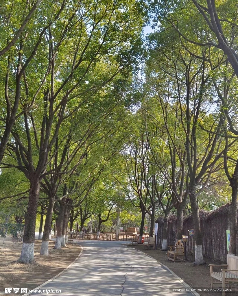 绿树