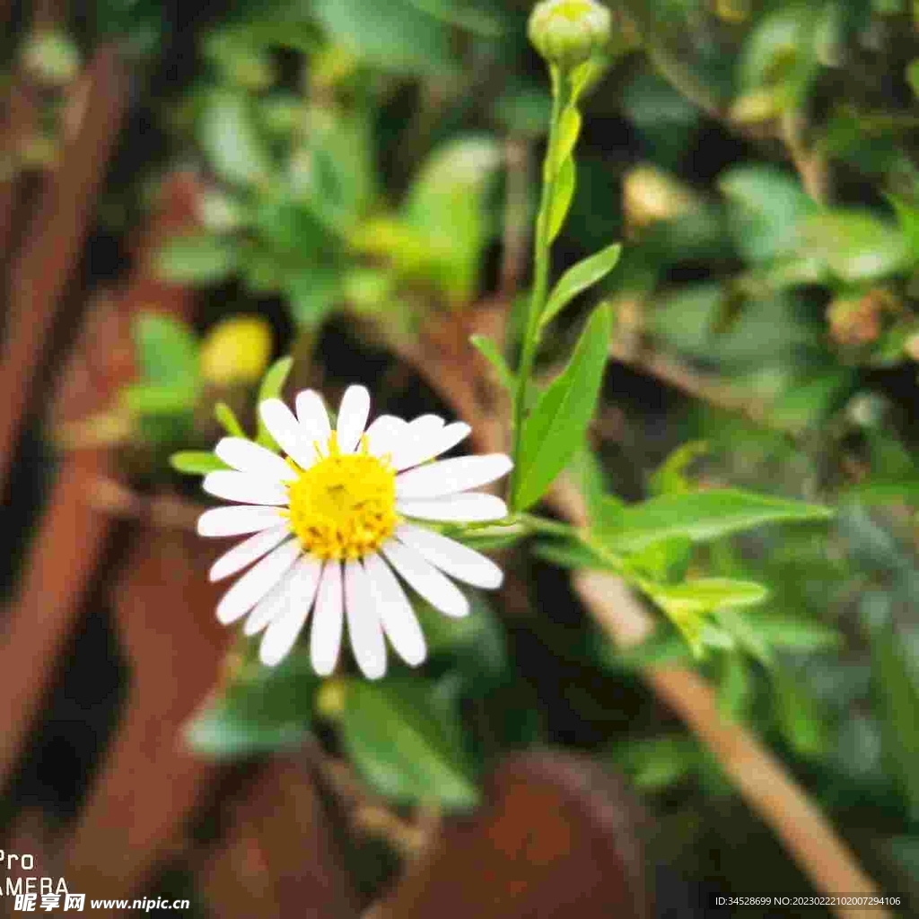 栅栏边的雏菊