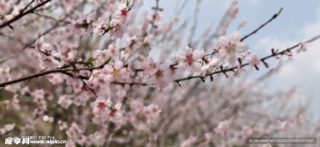 丽日桃花