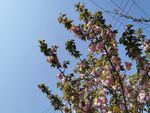 海棠花蓝天空