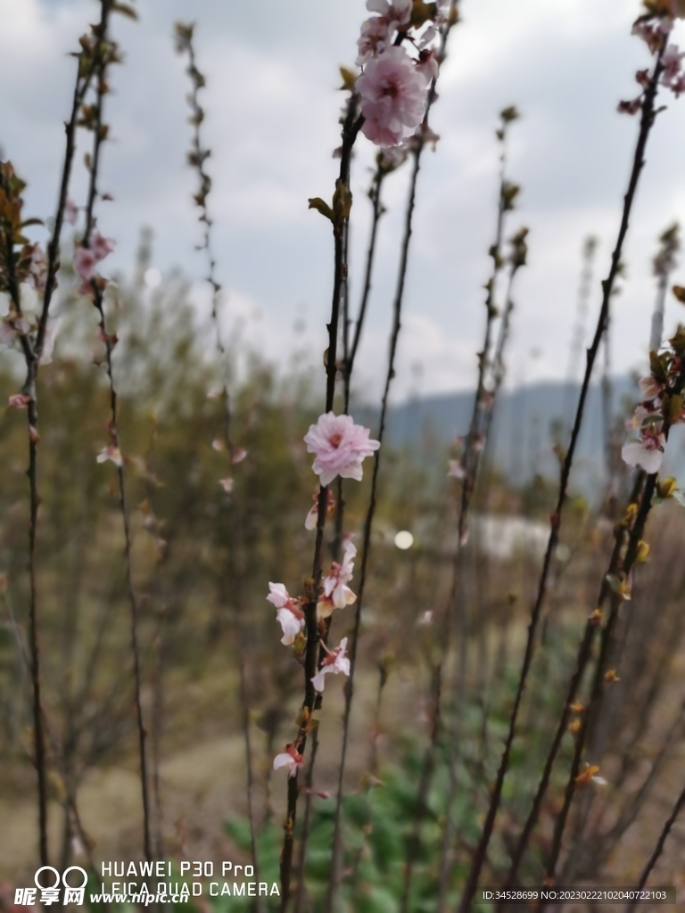 田园 桃花