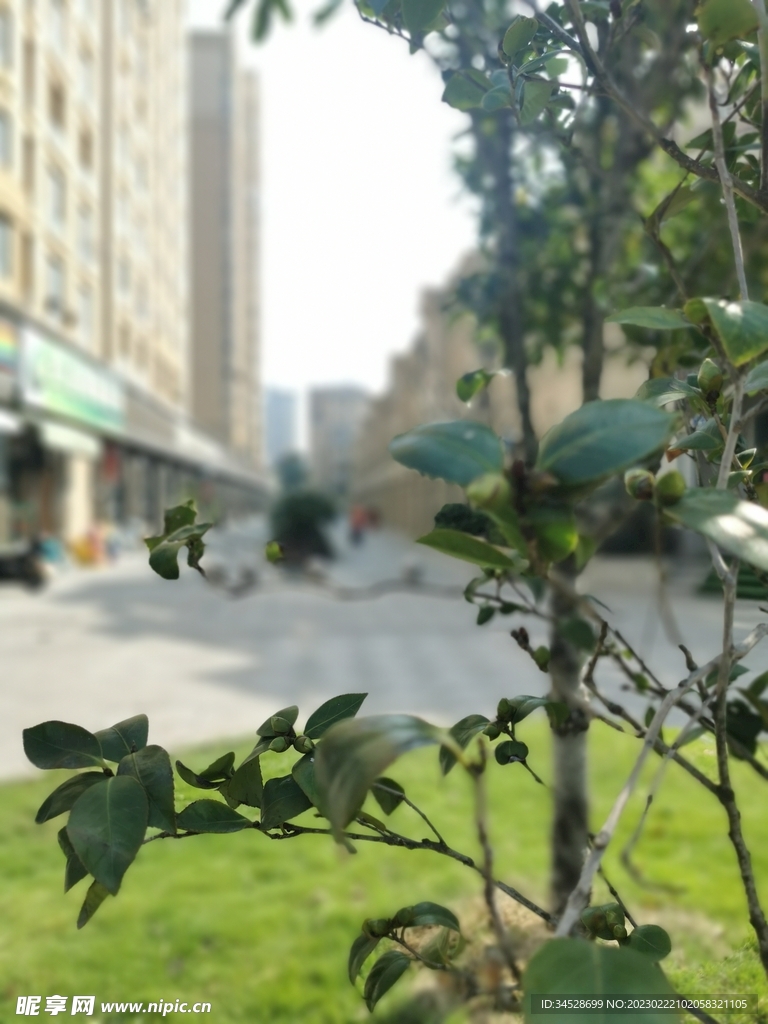 树与街道