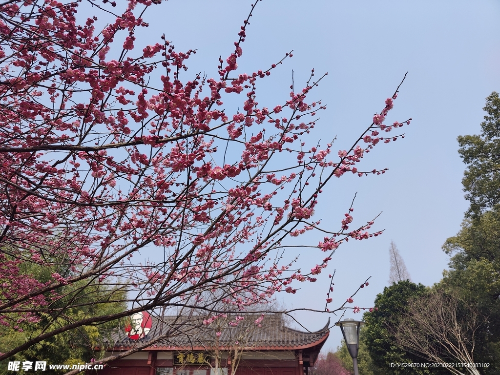 梅花一角