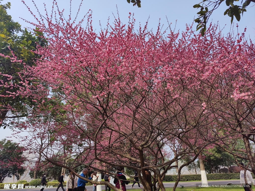 花
