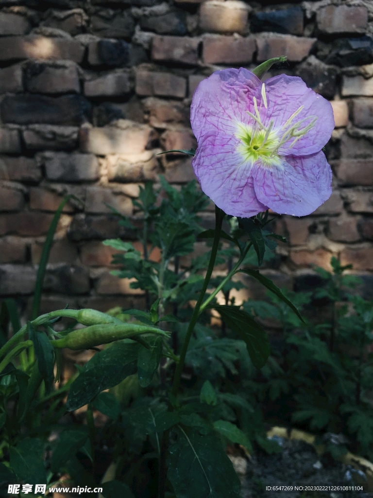 墙角的花儿