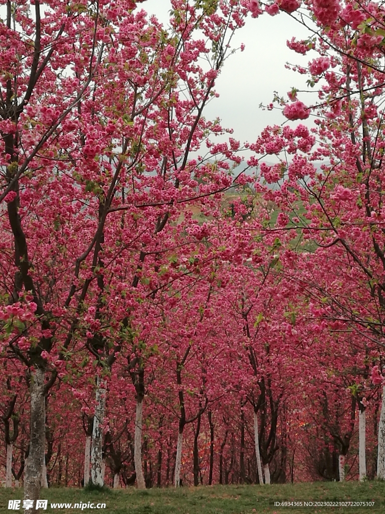 樱花