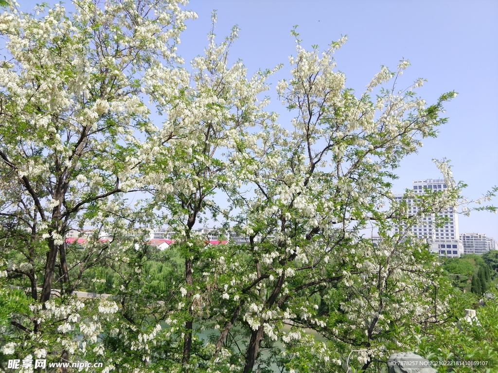 槐花