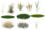 草  蕨类 地被开花植物图片