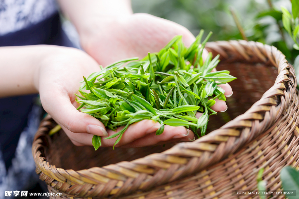 手捧茶叶