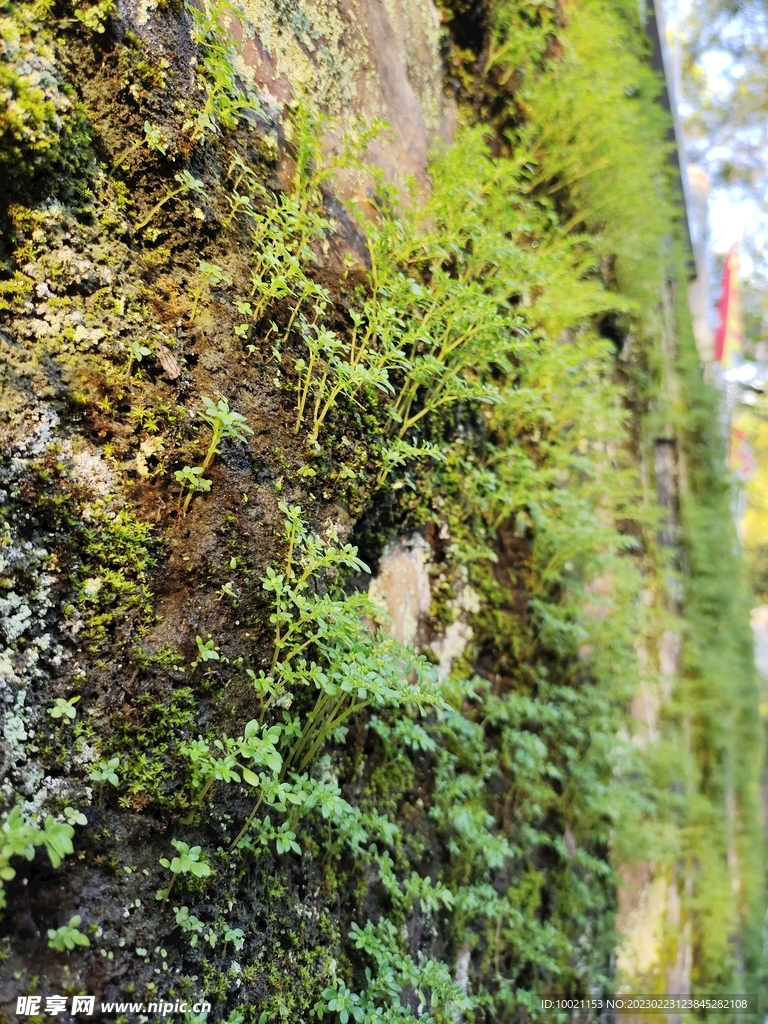 绿色苔藓