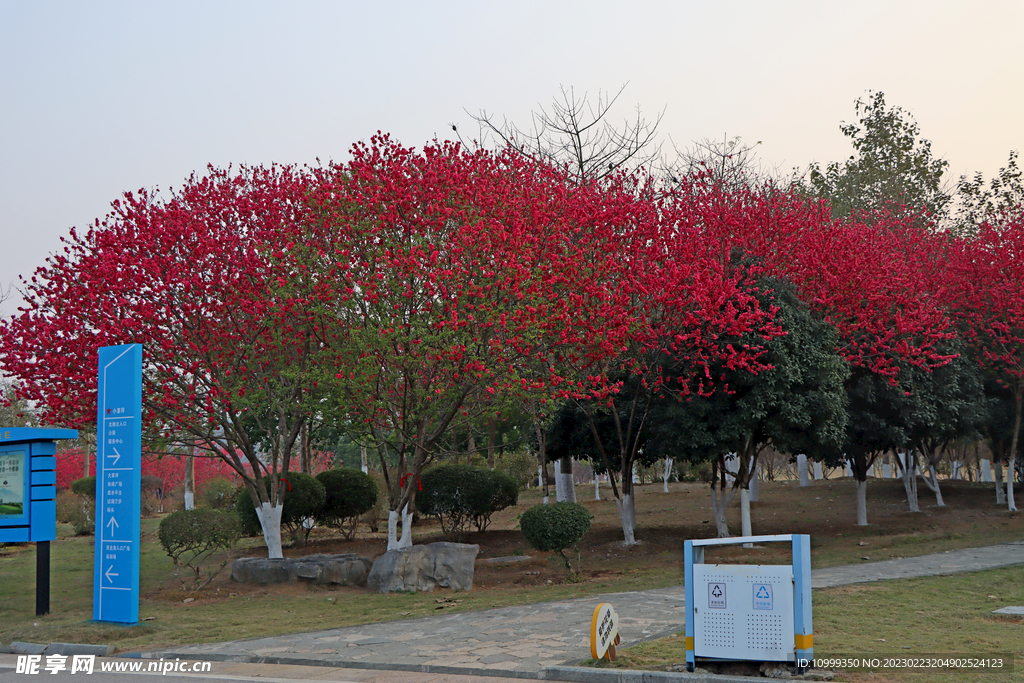 桃花树