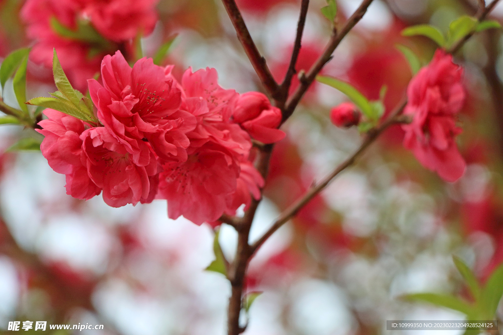 桃花