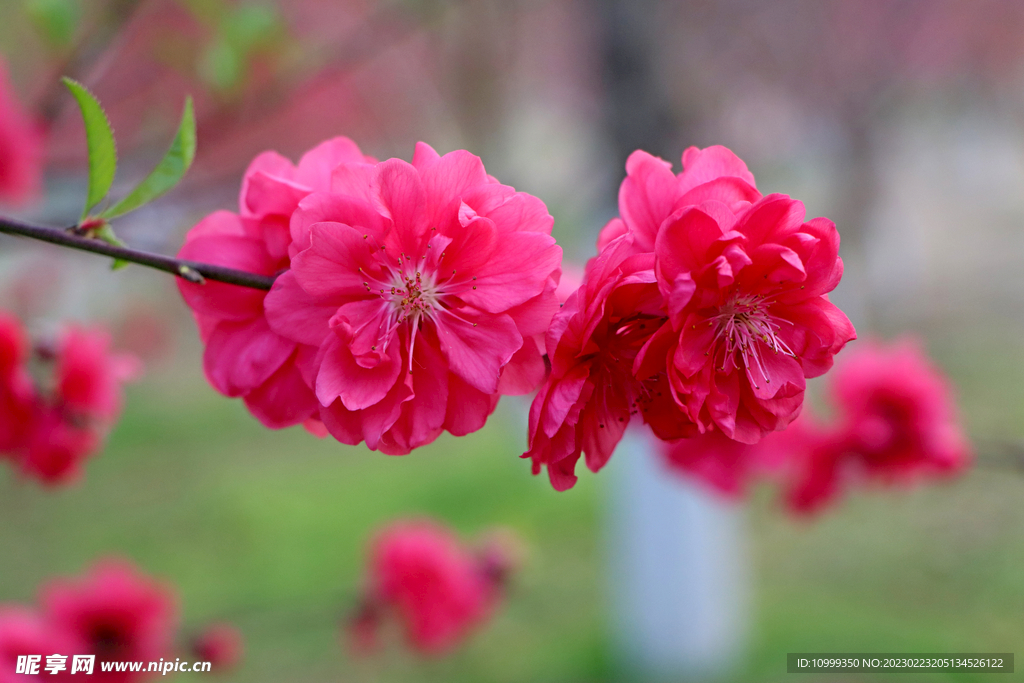 桃花