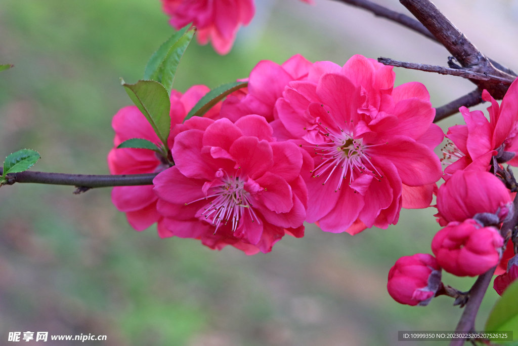桃花