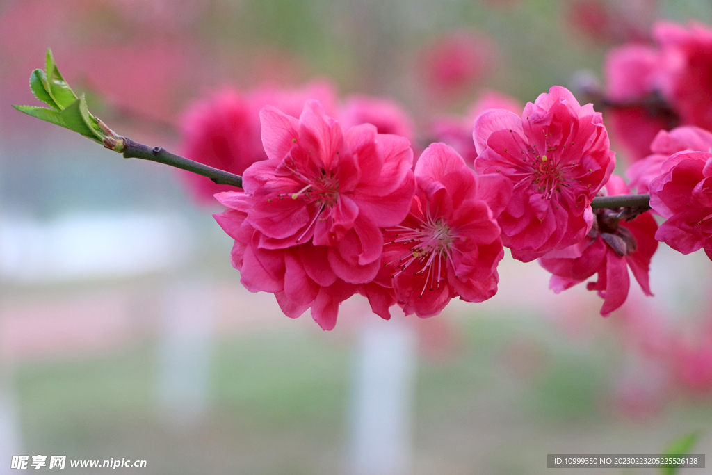 桃花