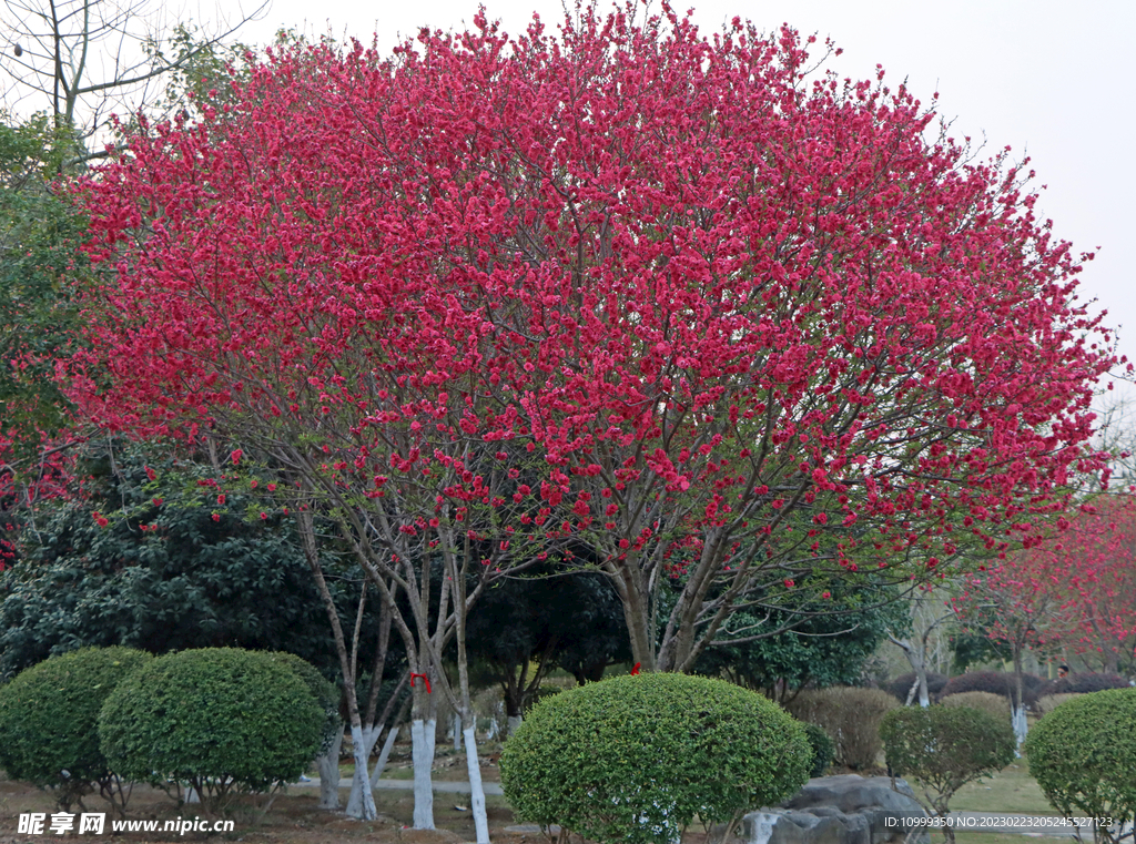 桃花树