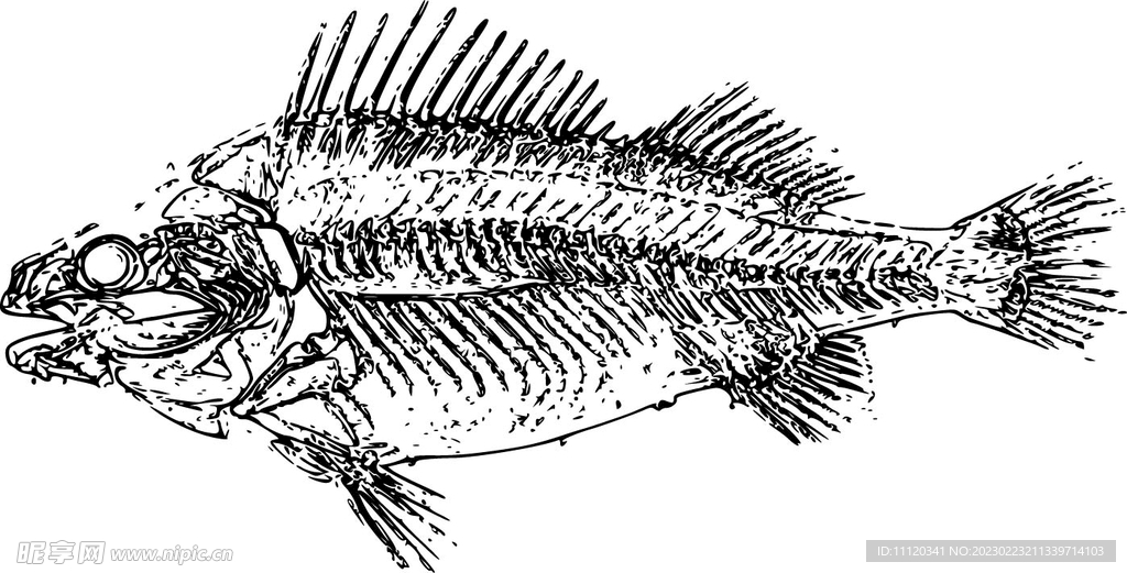 鱼结构矢量素材