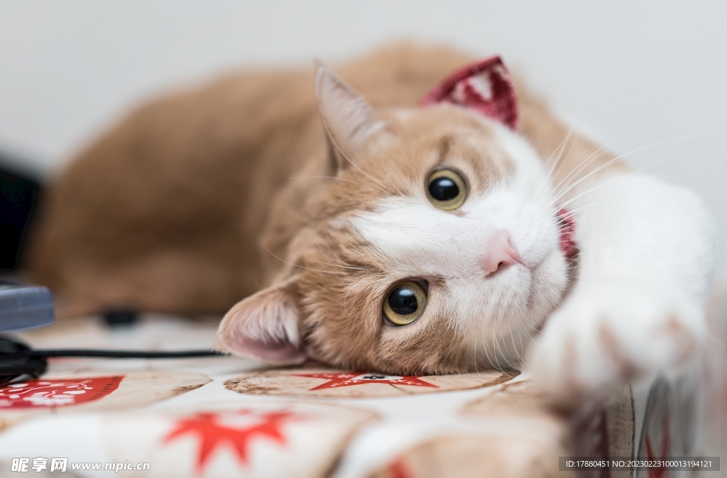 猫