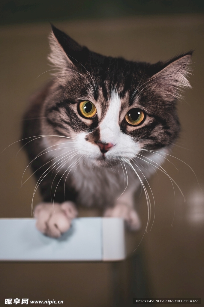 猫