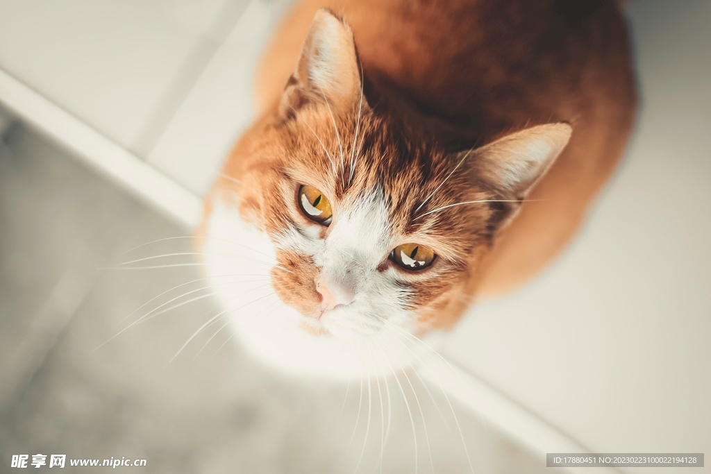 猫